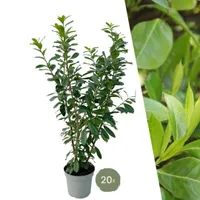 Große Kirschlorbeer Pflanzen Novita für 10 laufende Meter Hecken | - 15L - 20x | ↨ 125-150 cm
