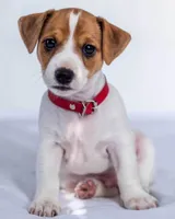 Jerry Fabrics Jack Russel Terrier Kocyk dziecięcy z mikroflaneli 120x150 cm