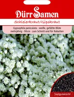 Dürr-Samen - Schleierkraut gefüllt weiße Blüten mehrjährig 90 cm - Saatgut - 0756