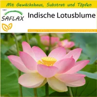 SAFLAX Anzucht Set - Indische Lotusblume - Nelumbo nucifera   - 8 Samen - Mit Mini-Gewächshaus, Anzuchtsubstrat und 2 Töpfen
