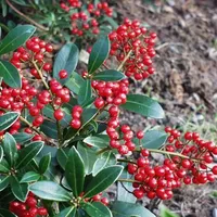 Skimmia - Skimmia japonica 'Veitchii' - 30-40 cm Kontajner