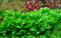 Aquarium Pflanze Staurogyne repens Tropica Nr.049G Aquariumpflanze Wasserpflanze