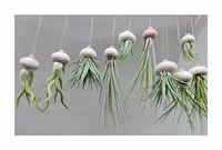 10x Seeigel Qualle Mix Luftreinigende Hängepflanze mit Lebende Tillandsia SI2