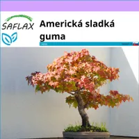 SAFLAX - Americká sladká guma - Liquidamber styraciflua - 100 Semená