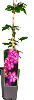 Clematis | Rouge Cardinal | Waldrebe | dunkelrot | Kletterpflanze winterhart Klematis