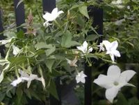 Jasminum officinale - Echter Jasmin - Gewöhnlicher Jasmin - 40-60