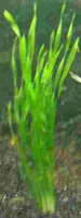 1 Bund Vallisnerien, Vallisneria, Aquariumpflanze