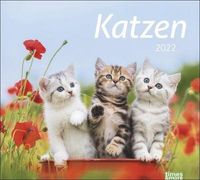 Katzen Bildkalender 2022 - times&more Tier-Kalender - Wandkalender mit Monatskalendarium - 30 x 27 cm