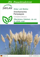 SAFLAX - Gräser-Bambus-Amerikanisches Pampasgras - 200 Samen - Mit keimfreiem Anzuchtsubstrat - Cortaderia selloana