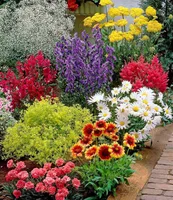 BALDUR-Garten Bunter Staudengarten, 9 Pflanzen, Staudenbeet, rote Astilbe, weißes Schleierkraut, Kokardenblume, blaue Glockenblume, rosa Federnelke, gelber Frauenmantel, rubinroter Bartfaden etc.