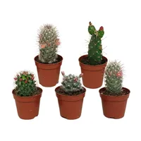 Kakteenmischung - 5,5 cm - 5 Stück