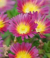 BALDUR Garten Winterharte Eisblume Hot Pink Wonder, 3 Pflanzen, Delosperma dyeri Steingarten, winterharte Staude, trockenresistent, mehrjährig, bienenfreundlich, blühend, Delosperma congestum