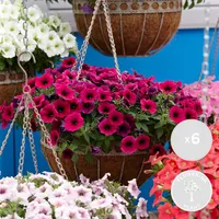 6x Petunia Surfinia – Großblumige Hängepetunie - Einjährig - Farbmix - ⌀10,5 cm - ↕10-15 cm