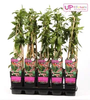 Hoogeveen Lonicera Henryi - 65 cm, Ø15 cm