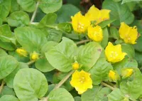 1 Bund gelbes Pfennigkraut, Lysimachia nummularia