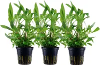 Aquarium Pflanze 3 Stück Hygrophila Siamensis 53B Wasserpflanze AquaOne 353B Set