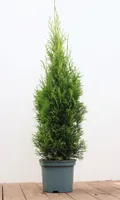 Thuja occidentalis 'Smaragd', Lebensbaum, immergrün, 80–100 cm