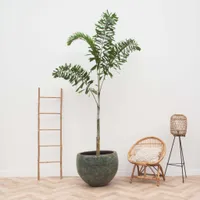 Wodyetia Bifurkation - 240Cm - Ø50
