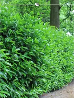Kirschlorbeer Prunus Novita 120-140 cm, 12x Heckenpflanze