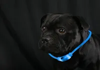 2x LED Leuchtband für Hunde in Blau Hundehalsband mit Akku und Blinkfunktion