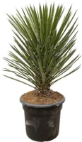 Everyplants Yucca Filifera Australis - 100 cm, Ø 30 cm