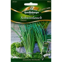 Quedlinburger Saatgut - Schnittlauch Polyvert - Samen - 291051
