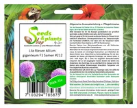 15x Lila Riesen Allium giganteum F1 Lauch Garten Pflanzen - Samen #212