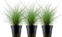 Aquarium Pflanze 3 Stück Eleocharis parvula Wasserpflanze AquaOne Nr.332C Set