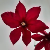 Clematis Solidarność 1L