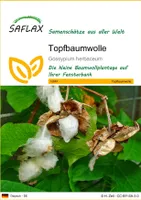SAFLAX - Topfbaumwolle - 12 Samen - Gossypium herbaceum