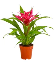 Dehner Guzmanie Deseo, Guzmania cultivars, pinke Rosette, 40-50 cm, Ø Topf 12 cm, Zimmerpflanze