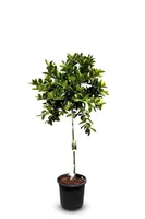 Sunny Tree - Limettenbaum große 150 Zentimeter - Citrus Aurantifolia - Obstbaum - Sonnige Standorte - Fruchtbildend - 8-jähriger limettenbaum