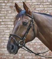 Waldhausen Trensenzaum Star Basic Schwarz VB