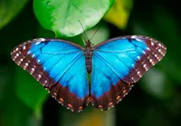 3D Postkarte Blauer Morphofalter