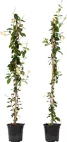 Sternjasmin - 2 Stk - Trachelospermum jasminoides - Höhe 110-120cm - ⌀17cm
