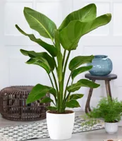 BALDUR Garten Baumstrelitzie Nicolai, 1 Pflanze, Grünpflanze, mehrjährig - frostfrei halten, pflegeleicht, für Standort in der Sonne geeignet, blühend, Strelitzia nicolai