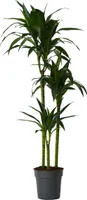 Drachenbaum - Dracaena deremensis 'Janet Craig' - Höhe 140-150cm - ⌀24cm