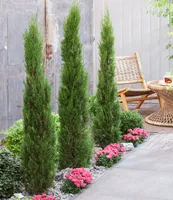 BALDUR Garten Echte Toskana 'Säulen-Zypressen', 1 Pflanze, Cupressus sempervirens pyramidalis Mittelmeer-Zypresse winterhart, pflegeleicht, Wasserbedarf gering
