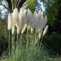 6 x Pampová tráva - Cortaderia Selloana - Kvetináč 9cm x 9cm
