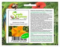 6x Brugmansia Orange Engelstrompeten Strauch Pflanzen - Samen #247