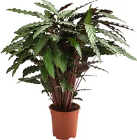Dehner Korbmarante, Calathea cultivars, im Sorten-Mix, luftreinigend, ca. 90 cm, Ø Topf 21 cm, Zimmerpflanze