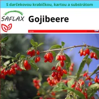 SAFLAX Darčeková sada - Gojibeere - Lycium chinensis - 200 Semená - S darčekovou krabičkou, prepravným štítkom, darčekovou kartou a pestovateľským médiom