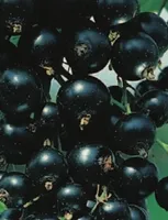 Schwarze Johannisbeere - Ribes nigrum - Ben