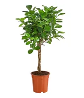 Dehner Lorbeer-Feige Moclame, mit Stämmchen, 50 - 60 cm, Ø Topf 17 cm, Zimmerpflanze