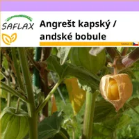 SAFLAX - Angrešt kapský / andské bobule - Physalis peruviana - 100 Semena