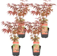 4x Acer palmatum 'Atropurpureum' - Japanischer Ahorn - Strauch - Winter Herz – ⌀10,5 cm - ↕25-30 cm
