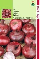 2 Stücke Saatzwiebeln Noordhollandse Bloedrode