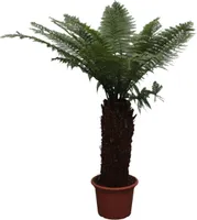Paproć kieszonkowa - Dicksonia Antarctica - 250cm - ø50cm