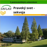 SAFLAX - Praveký svet - sekvoja - Metasequoia glyptostroboides - 60 Semená - S pestovateľským substrátom bez klíčkov