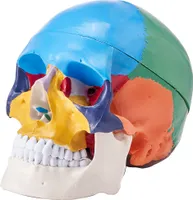 VEVOR Menschliches Schädelmodell, 3-teilige Menschliche Schädelanatomie, Lebensgroßes Bemaltes Anatomie-Schädelmodell, Anatomischer PVC-Schädel, Abnehmbares Lern-Schädelmodell, Lernwerkzeuge